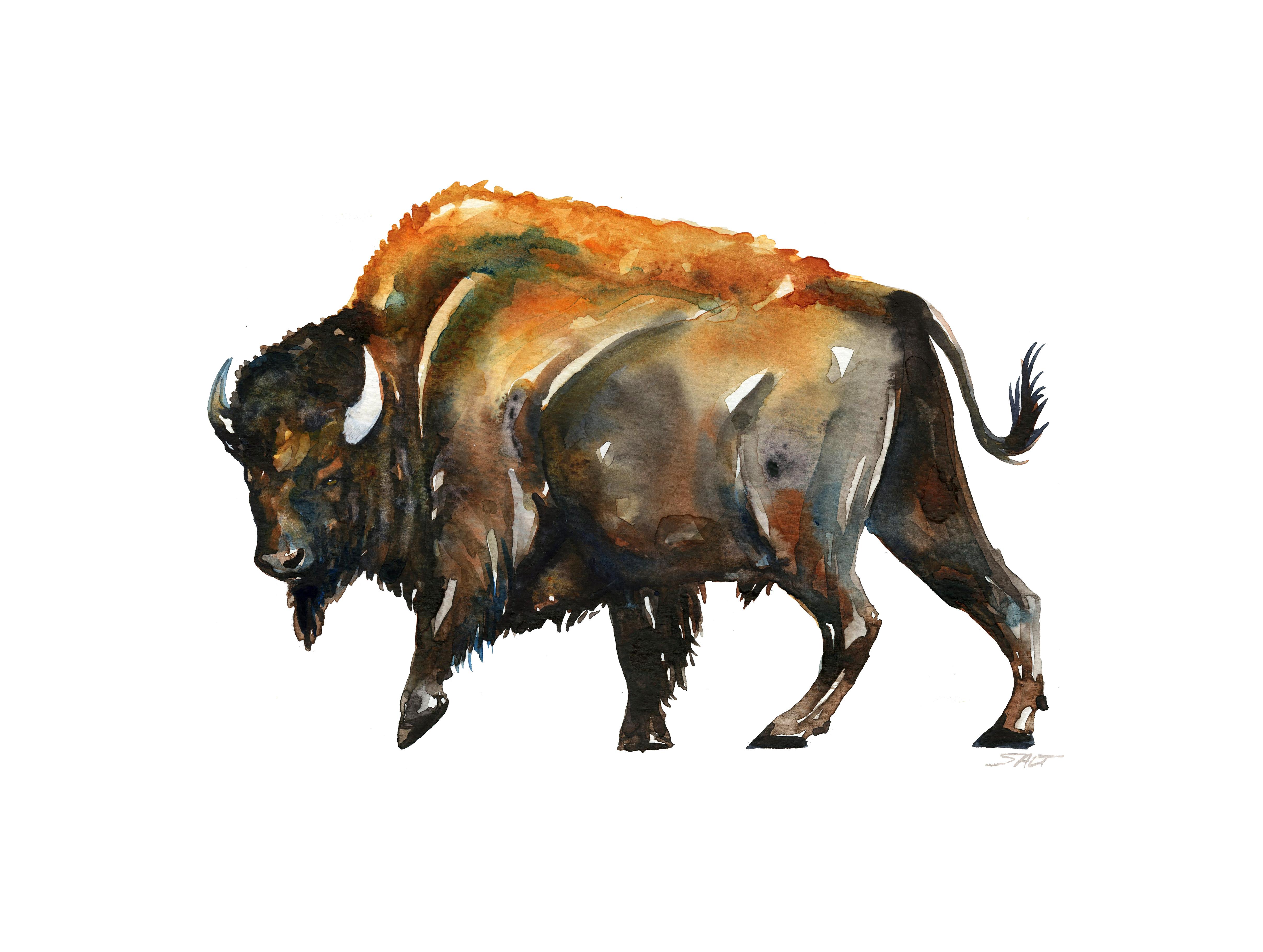 4832x3642 The Bull, Watercolor 12x16 Art - Bull Watercolor