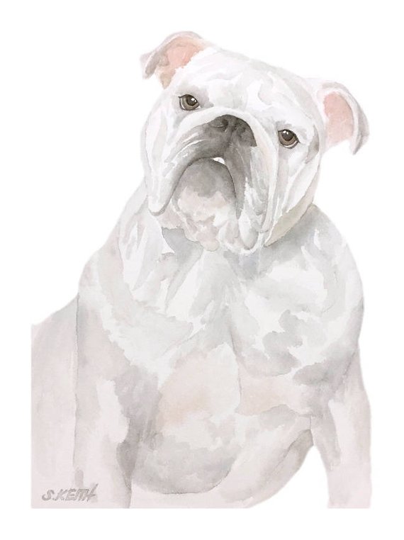 570x762 English Bulldog Watercolor Fine Art Print Watercolor - Bulldog Watercolor