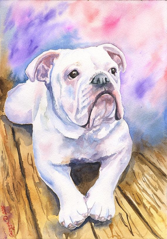570x813 English Bulldog Watercolor Print Of The By Georgewatercolorart - Bulldog Watercolor