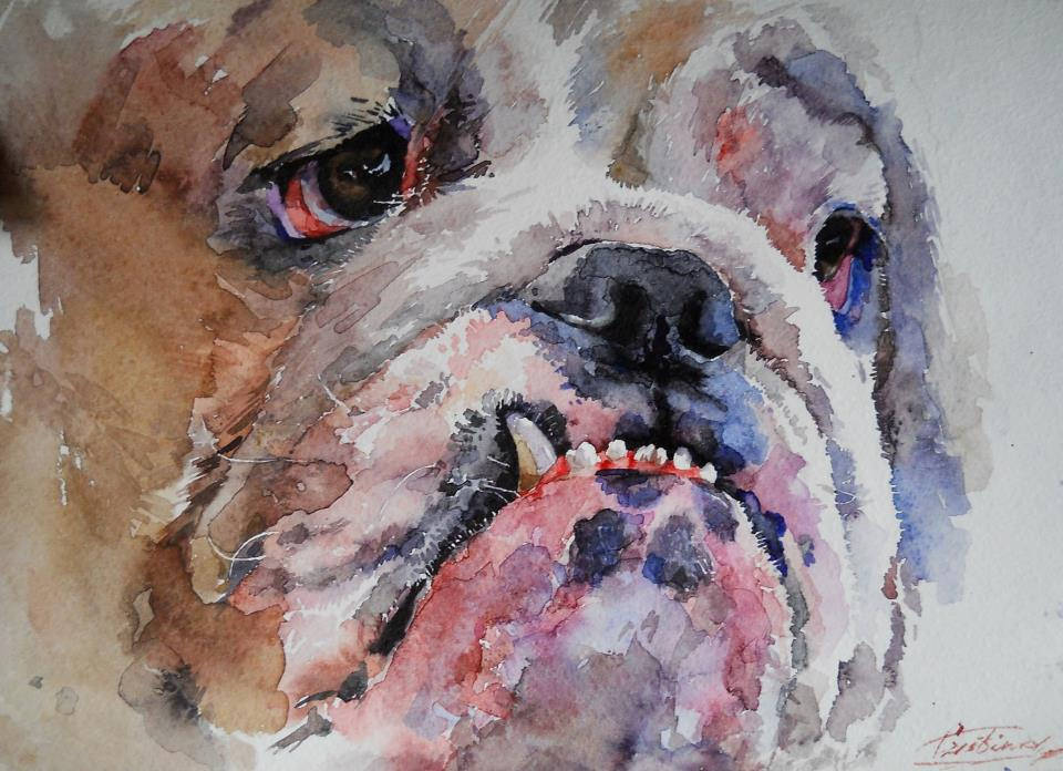 960x696 English Bulldog' Watercolor Grinciuc Cristina - Bulldog Watercolor