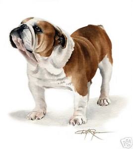 268x300 Bulldog Watercolor Painting 8 X 10 Art Print Signed Djr Ebay - Bulldog Watercolor