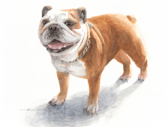 710x536 Little Bulldog Watercolor By Mike Theuer - Bulldog Watercolor