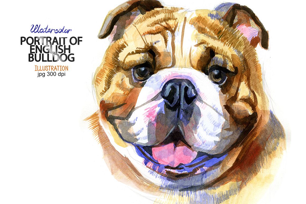 1158x772 Watercolor English Bulldog - Bulldog Watercolor