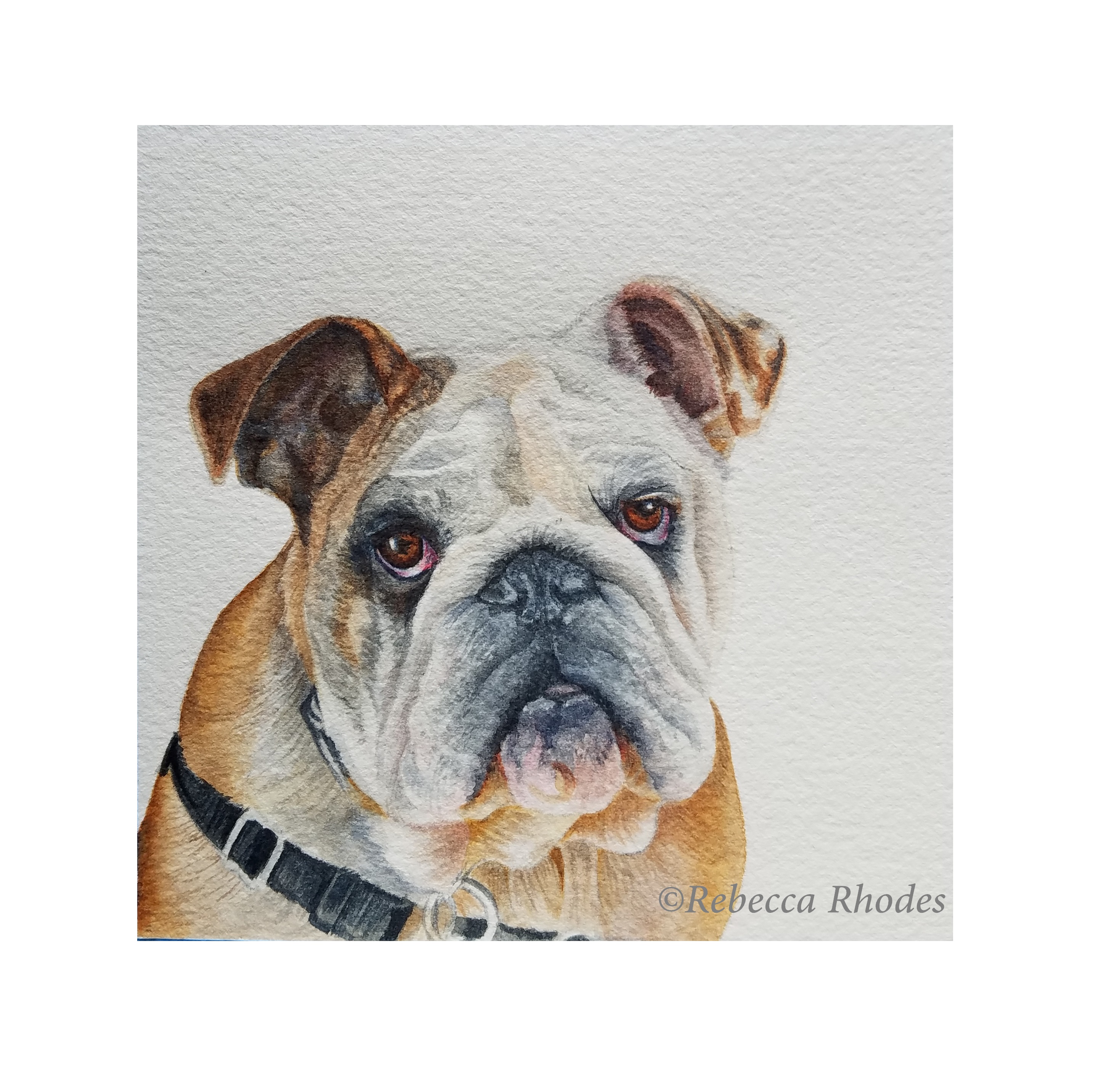 2888x2864 World Watercolor Month, Day 11 English Bulldog - Bulldog Watercolor