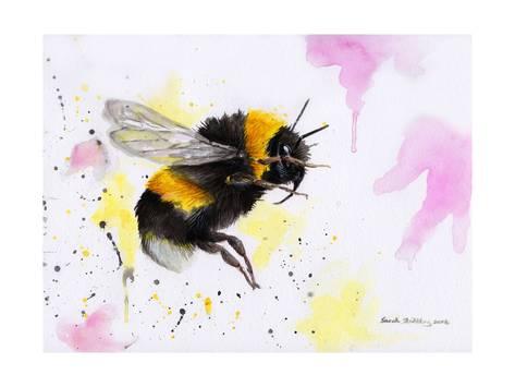 473x355 Bumble Bee Watercolor Prints By Sarah Stribbling - Bumble Bee Watercolor