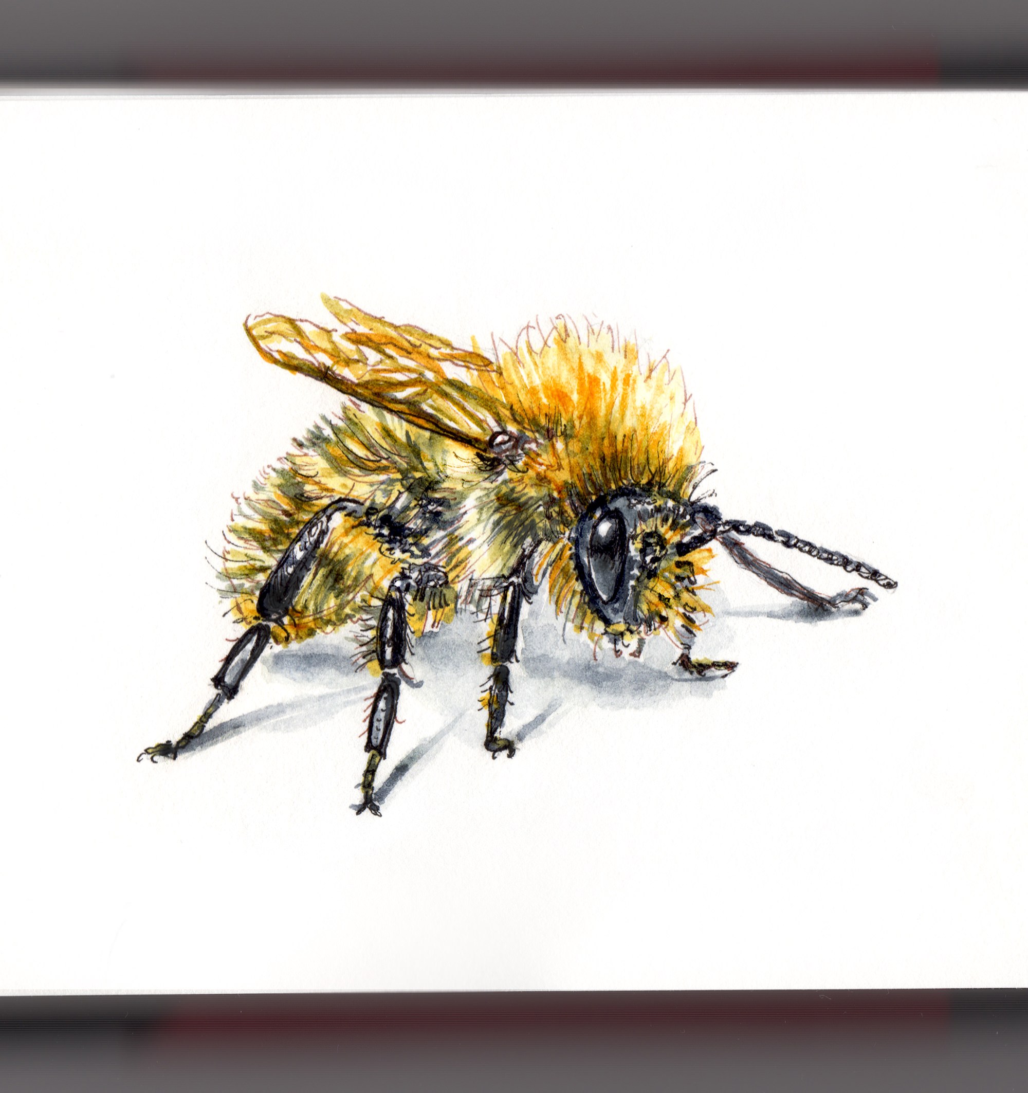 2000x2126 ~ Flight Of The Bumblebee - Bumble Bee Watercolor