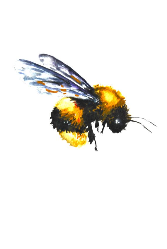 570x851 Watercolor Painting, Original Fine Art, Bumble Bee, 9x12 My - Bumble Bee Watercolor