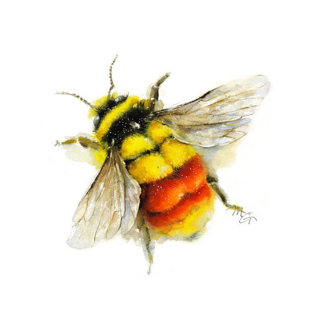 Bumble Bee Watercolor at PaintingValley.com | Explore collection of ...