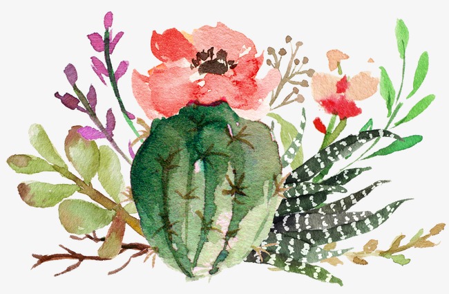 650x425 Flowering Cactus Succulents, Cactus Flowers, Succulent Plants - Cactus Flower Watercolor