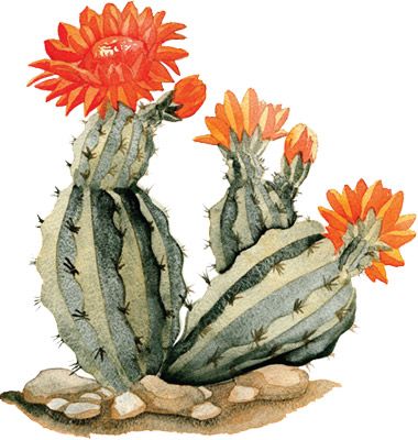380x400 Gallery Desert Cactus Flower Drawing, - Cactus Flower Watercolor