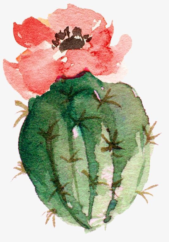 552x790 Pin By Mal Stff On Colores Cactus Flower, Cacti And - Cactus Flower Watercolor