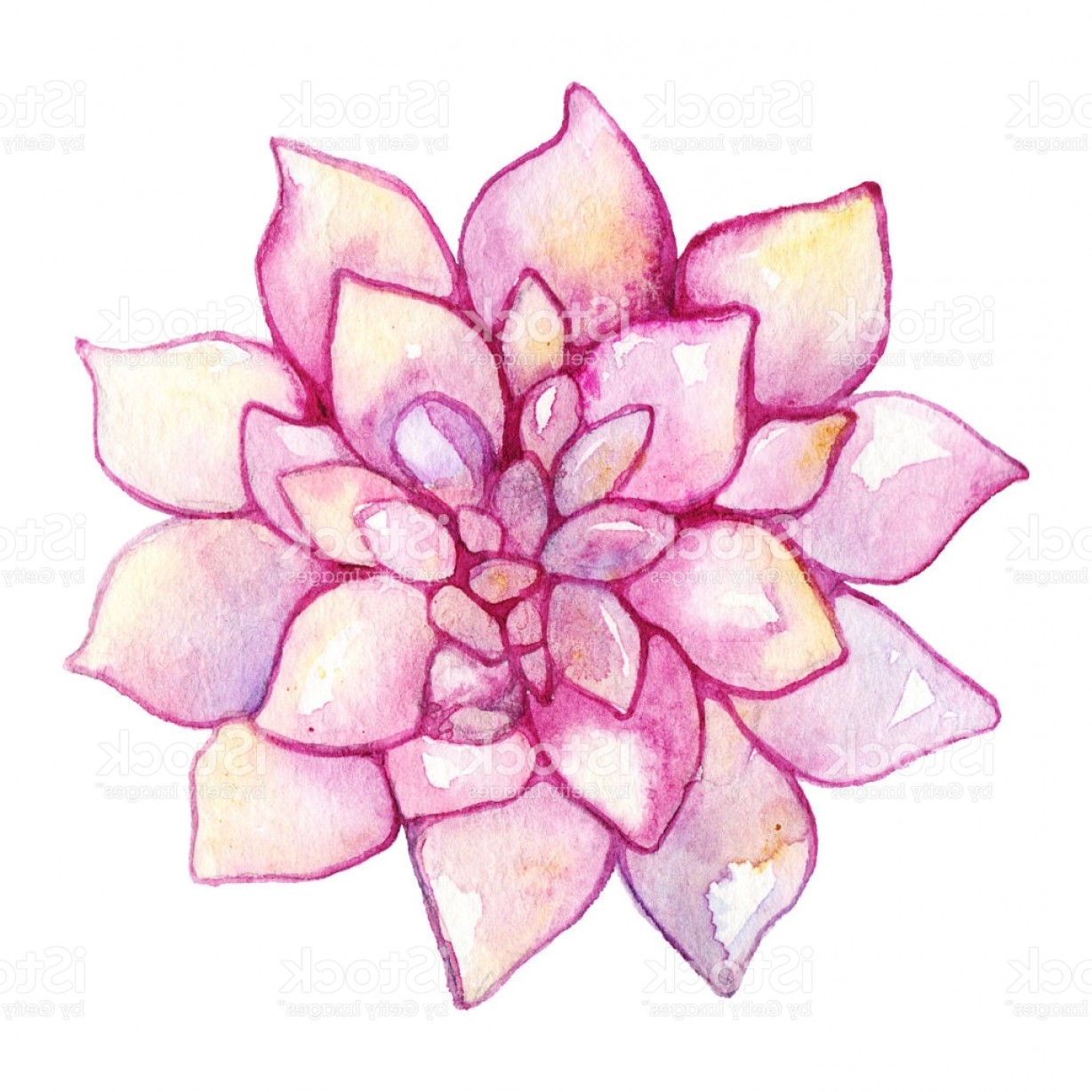 1228x1228 Watercolor Succulent Cactus Flower Plant Hand Drawn Isolated Gm - Cactus Flower Watercolor