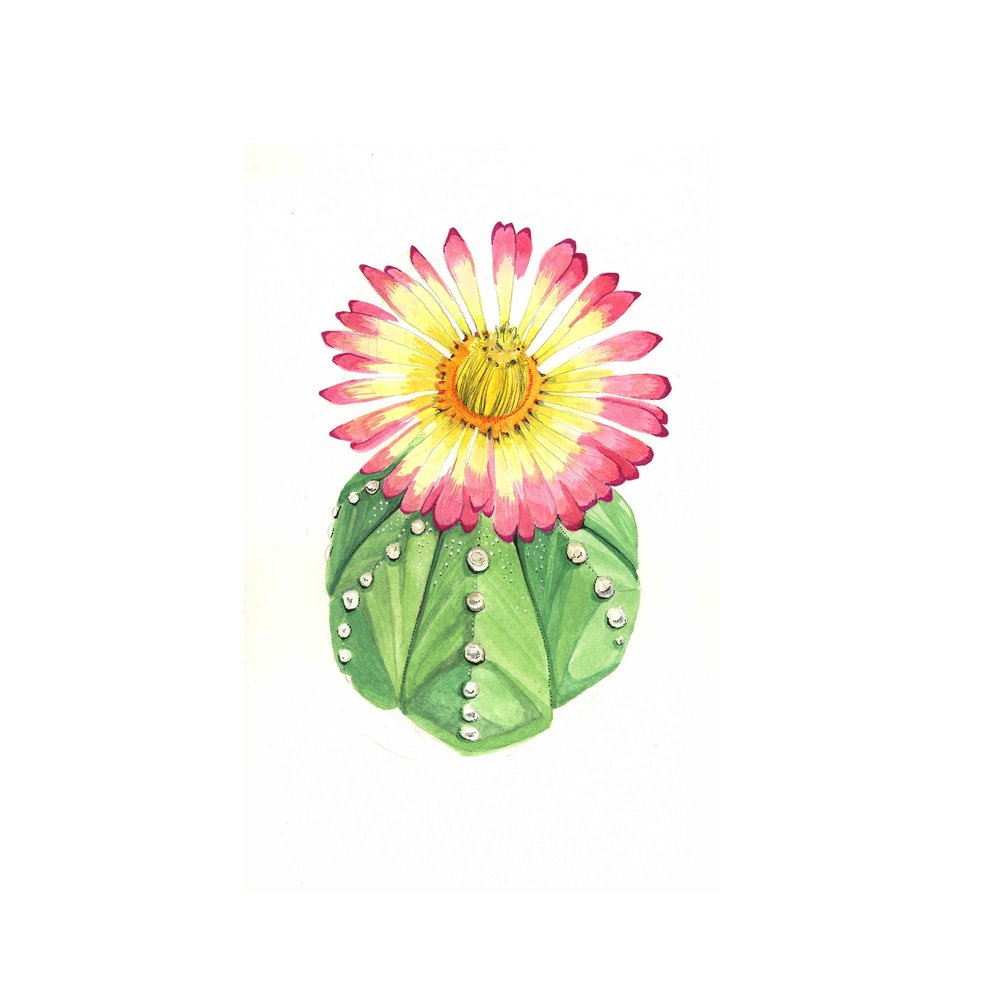 1000x1000 Paint - Cactus Flower Watercolor