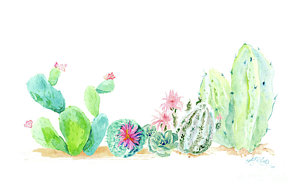 300x193 Cactus Flower Paintings Fine Art America - Cactus Flower Watercolor