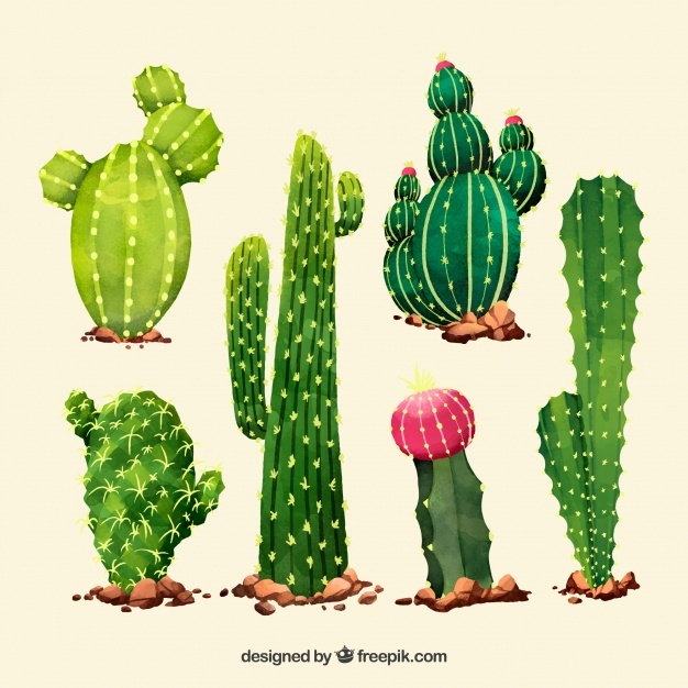 626x626 Cactus Vectors, Photos And Psd Files Free Download - Cactus Watercolor Clipart