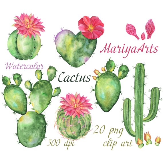 570x570 Cactus Watercolor Clipart Blossom Succulents Hand Painted Etsy - Cactus Watercolor Clipart