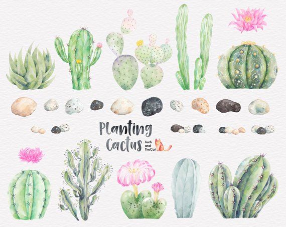 570x453 Planting Cactus Watercolor Clipart Succulentscacti - Cactus Watercolor Clipart