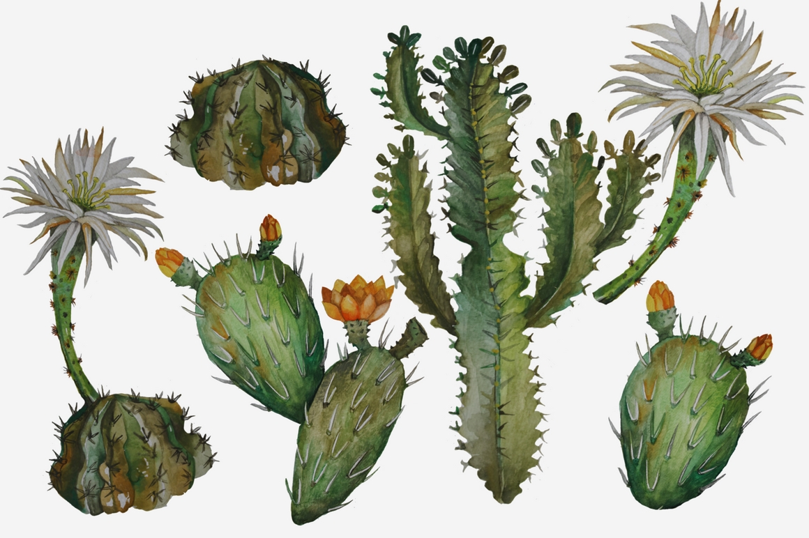 1160x772 Succulents And Cacti Watercolor Clip Art Set - Cactus Watercolor Clipart