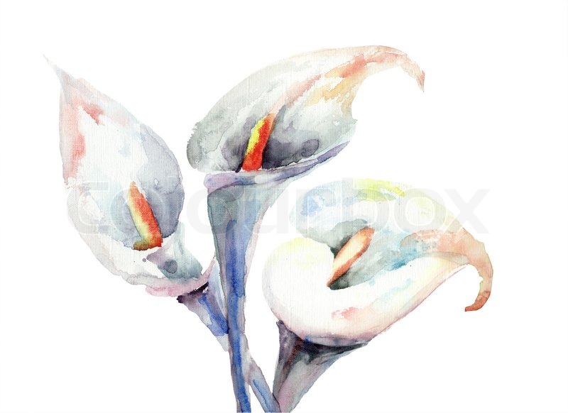 800x582 Calla Lily Flowers, Watercolor Illustration Stock Photo Colourbox - Calla Lily Watercolor