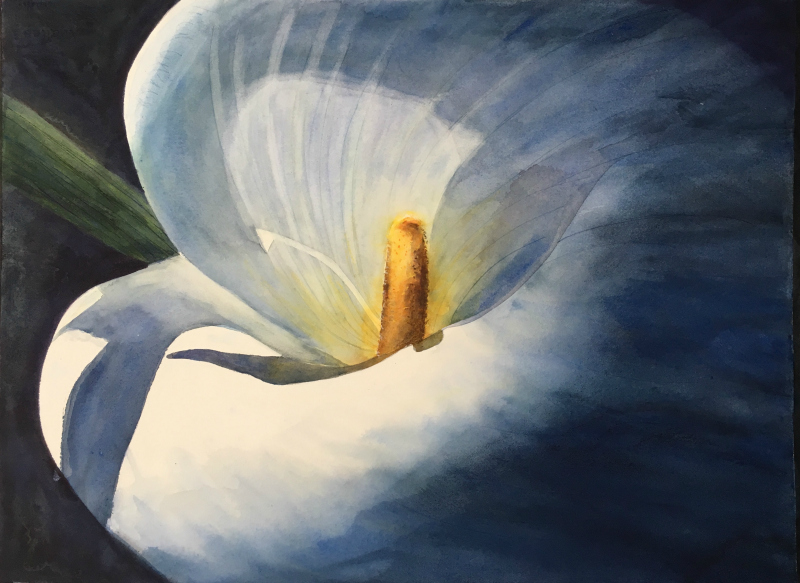 800x583 Claudia Calla Lily In Watercolor, Step By Step - Calla Lily Watercolor