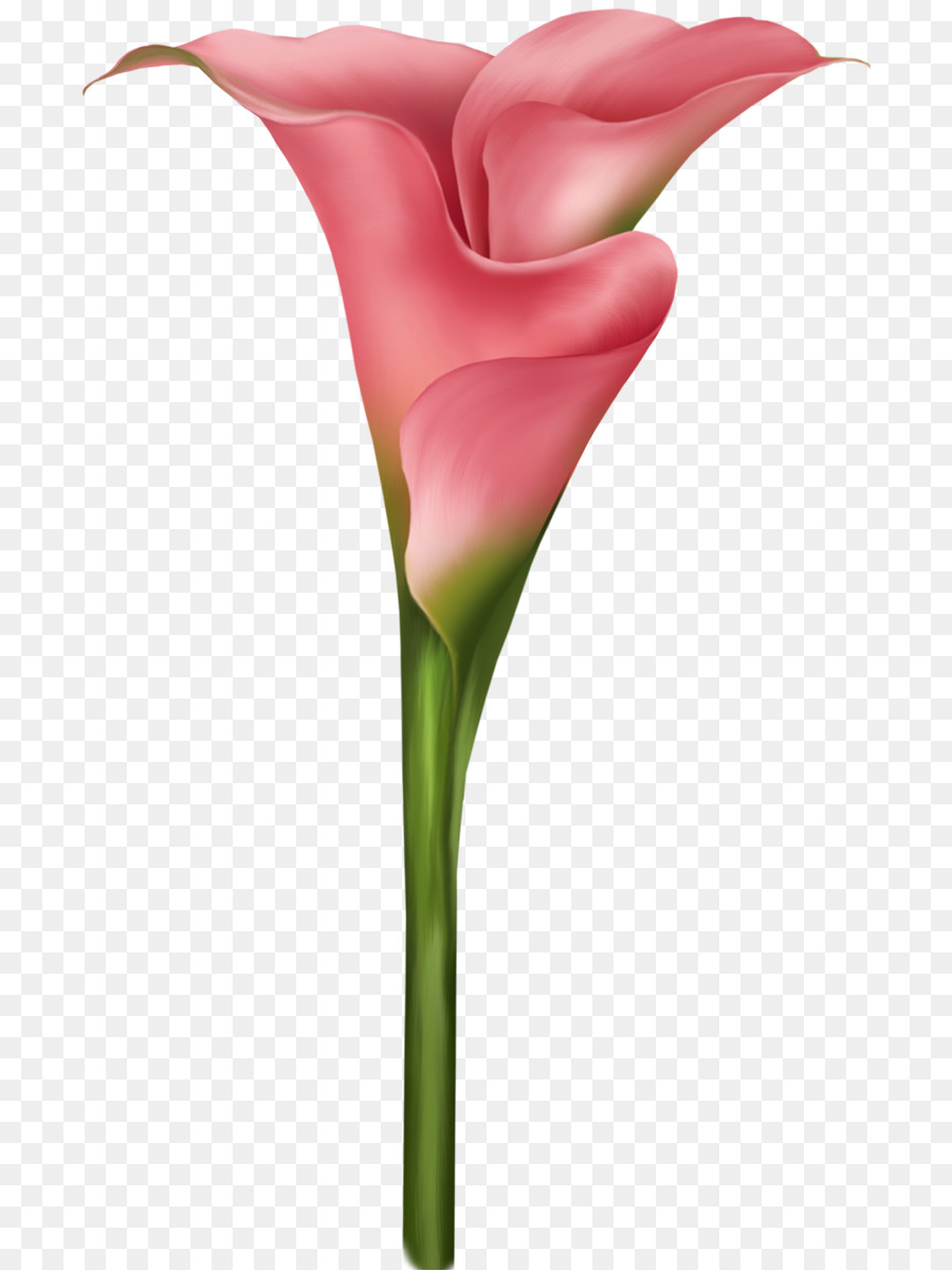 900x1200 Flower Watercolor Painting Petal Clip Art - Calla Lily Watercolor