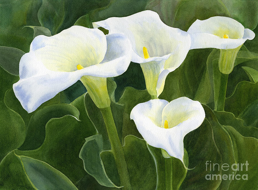 900x664 Four Calla Lily Blossoms With Leaves Painting By Sharon Freeman - Calla Lily Watercolor