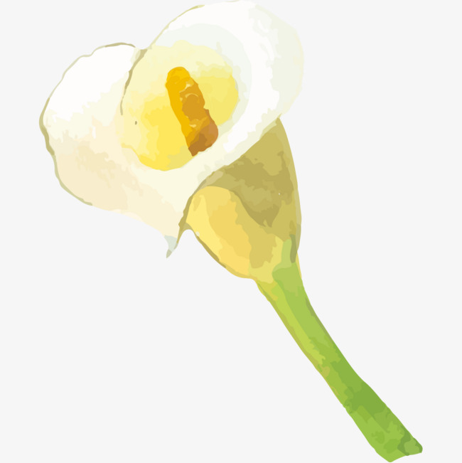 650x651 Hand Painted Watercolor Calla Leng Png, Watercolor Clipart - Calla Lily Watercolor