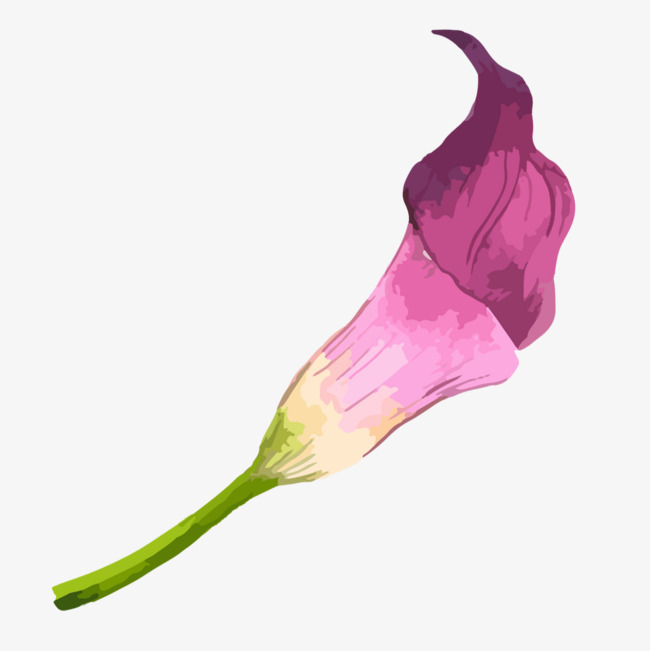 650x651 Hand Painted Watercolor Purple Calla Lily, Watercolor Clipart - Calla Lily Watercolor