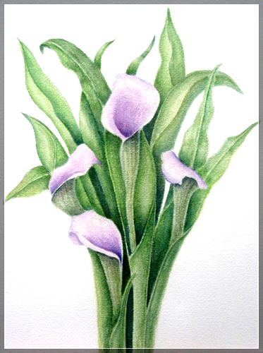 373x500 Paintings Lilina C. Williams - Calla Lily Watercolor