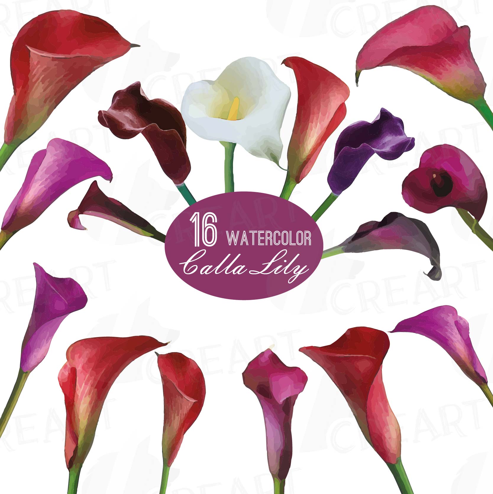 1667x1668 Watercolor Calla Lily Clip Art Pack, Colorful Zantedeschia Flowers - Calla Lily Watercolor