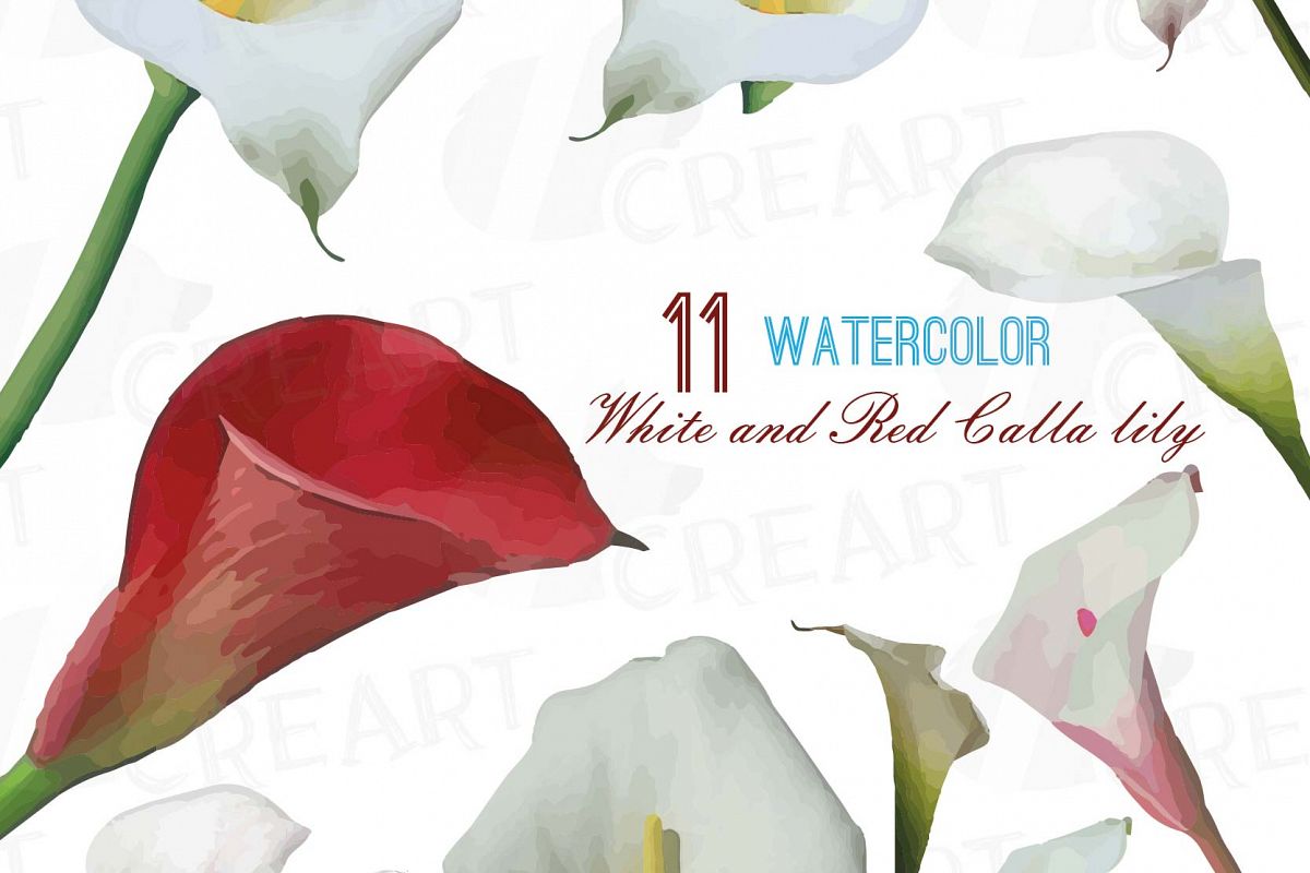 1200x800 Watercolor White And Red Calla Lily Han Design Bundles - Calla Lily Watercolor
