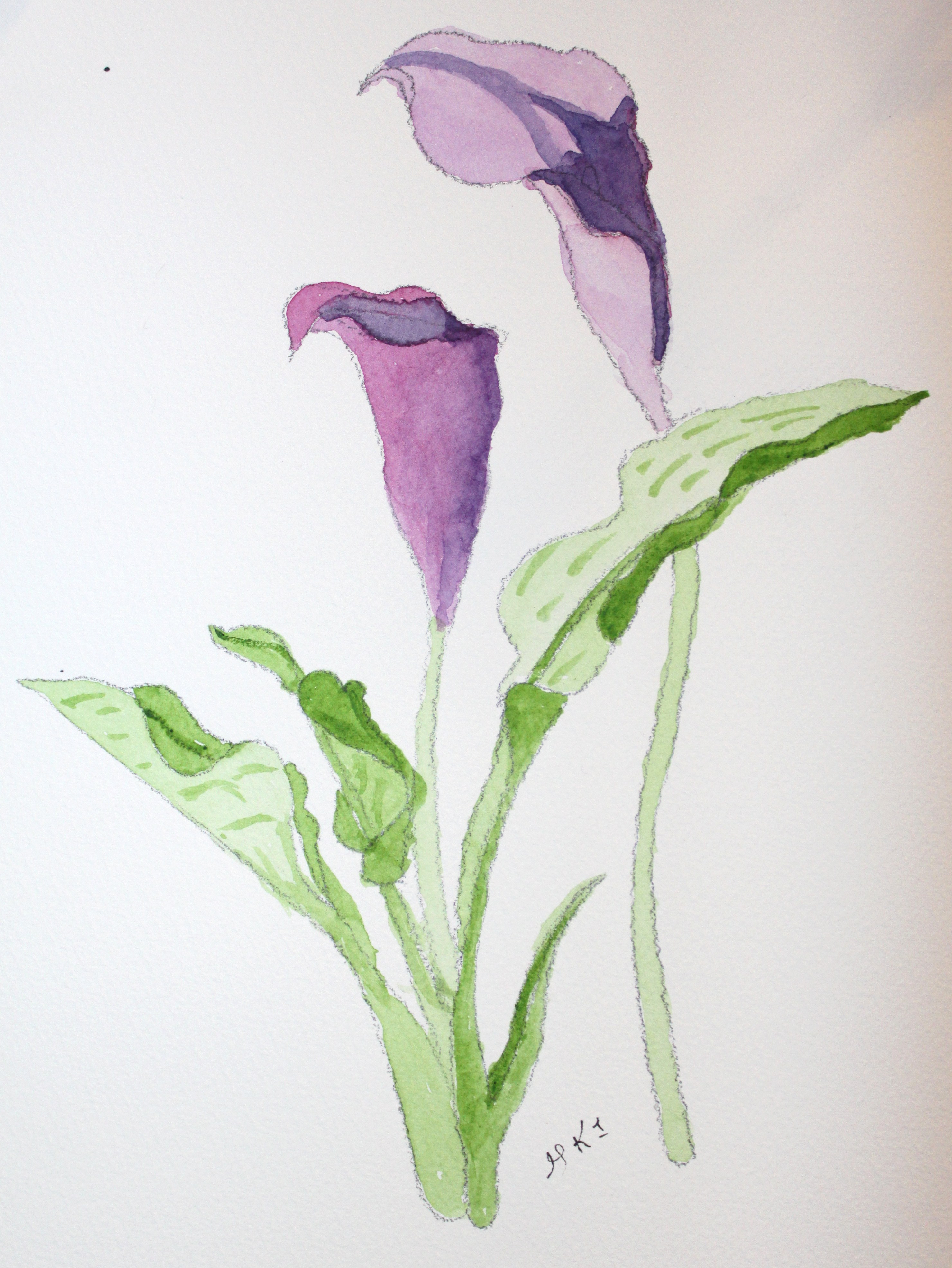 2960x3941 Watercolor Calla Lily Afternoon Artist - Calla Lily Watercolor