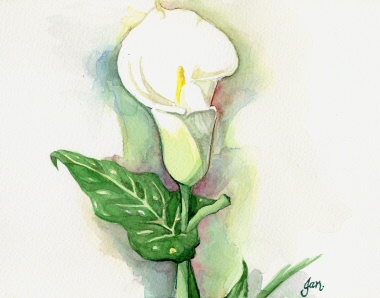 380x298 Watercolour Workshop White Calla Lily - Calla Lily Watercolor