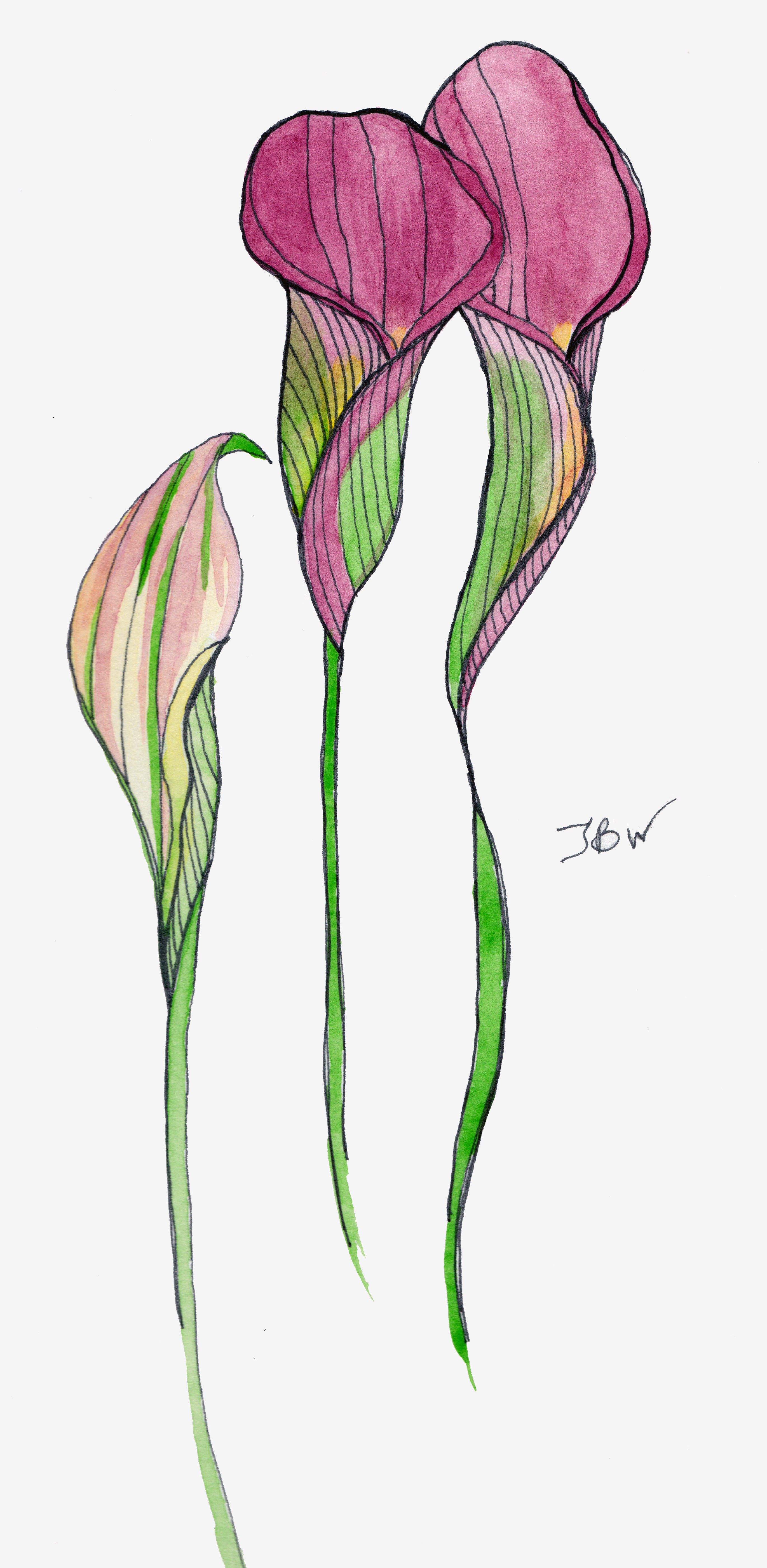 2741x5606 Calla Lilies Watercolor And Pen - Calla Lily Watercolor