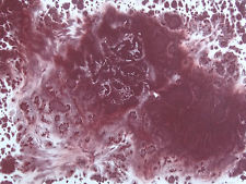 225x169 Winsor Amp Newton 0105125 Artists Watercolor 14ml Caput Mortuum - Caput Mortuum Watercolor