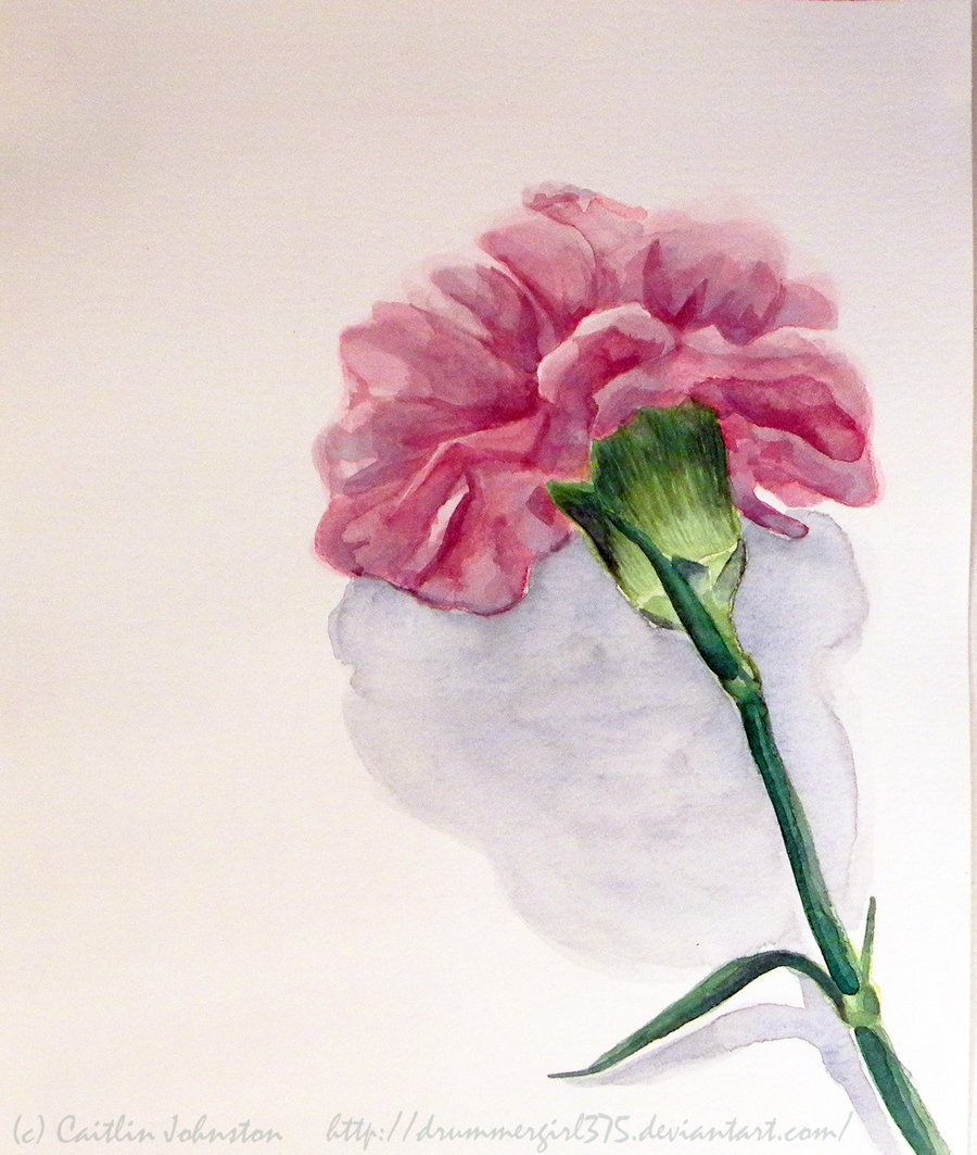 900x1063 Carnation By Drummergirl375 - Carnation Watercolor