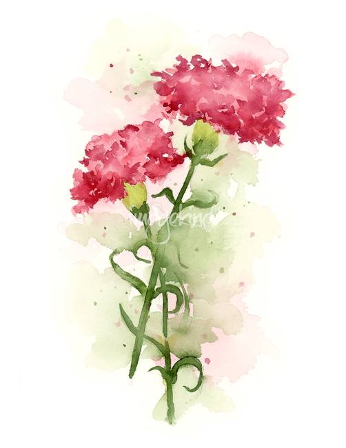 502x650 Stunning Carnation. Watercolor Painting Reproductions For Sale - Carnation Watercolor
