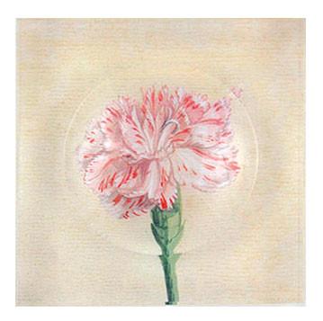 359x357 Trinket Bowl Watercolor Carnation Reprotique - Carnation Watercolor