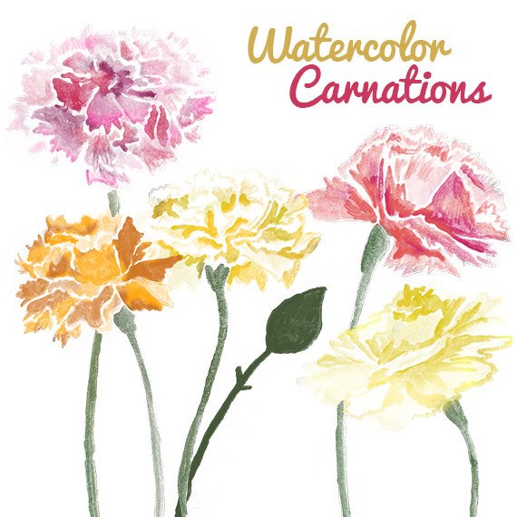 570x570 Watercolor Carnation Flower Clip Art For Scrapbooking Instant Etsy - Carnation Watercolor
