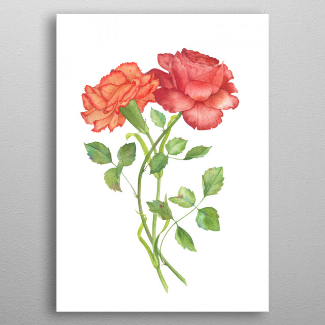 640x640 Carnation And Rose Watercolor... By Olga Chuykova Metal Posters - Carnation Watercolor