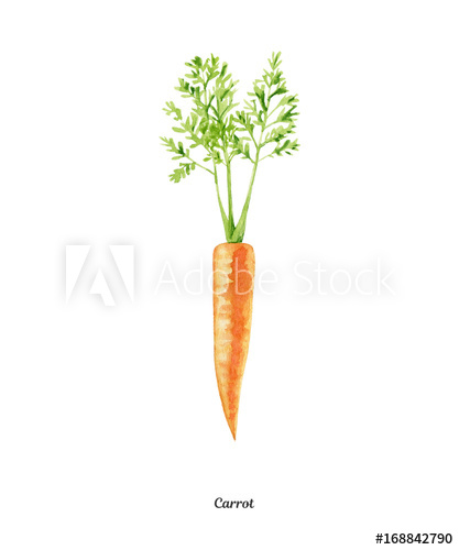 417x500 Handpainted Watercolor Poster With Carrot - Carrot Watercolor