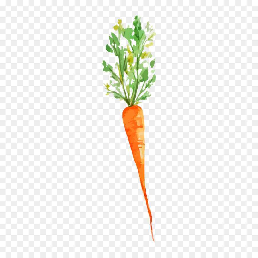 900x900 Vegetable Watercolor Painting Carrot Drawing - Carrot Watercolor