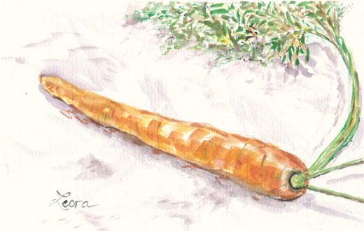 520x330 Watercolor Carrot - Carrot Watercolor