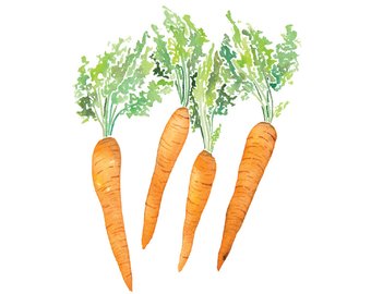 340x270 Watercolor Carrots Watercolor Painting Kitchen Printable - Carrot Watercolor