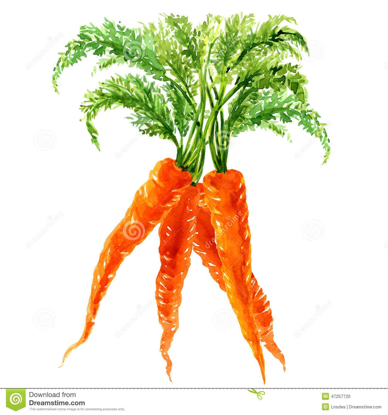 1300x1390 Carrot Bunch Watercolor - Carrot Watercolor