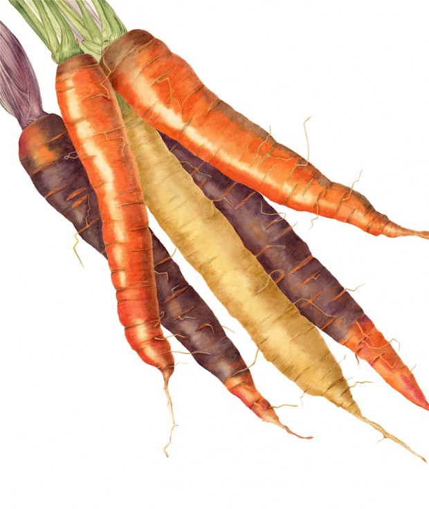 620x736 Carrots Sally Jacobs - Carrot Watercolor