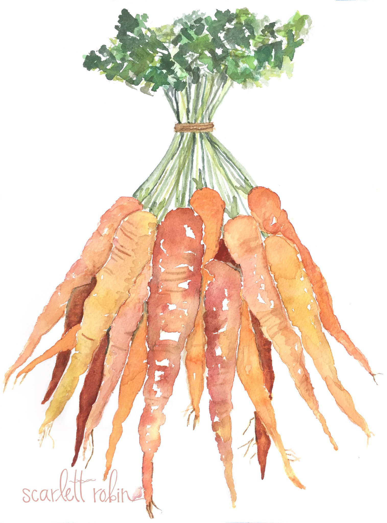 1515x2048 Carrots Watercolor 11x14 Scarlett Robin - Carrot Watercolor