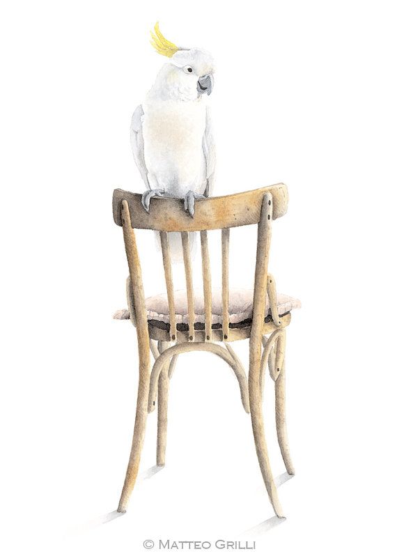 570x798 Cockatoo On Chair Watercolor Illustration 11.8 By Matteogrilliart - Chair Watercolor