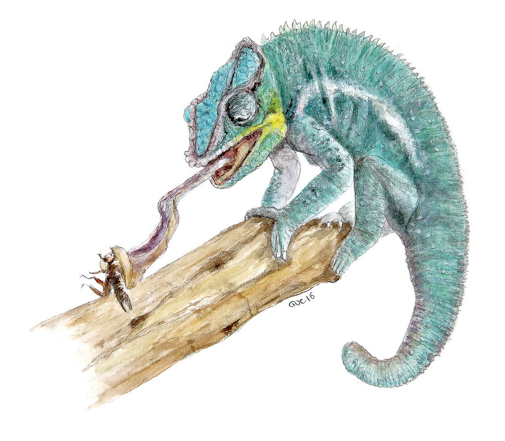 1024x894 Chameleon (Watercolor) This Watercolor Can Be Found In My - Chameleon Watercolor