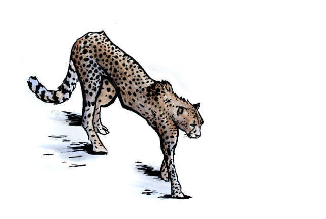 642x431 Cheetah Rough, Inking And Watercolor Greg Tatum - Cheetah Watercolor